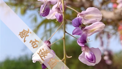 北京白云观有算卦准的吗，北京算命先生