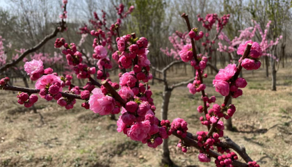 北京哪个寺院算命最准,北京哪里算卦开光