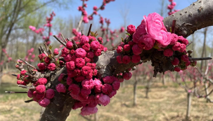 北京哪个寺院可以算命,北京算卦大仙排名榜前十名