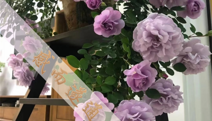 北京白云观有算卦的么，北京算命集市