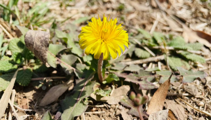 北京哪个庙宇算卦准一点，北京起名算命