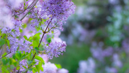 北京潭柘寺有算命的嘛,北京延庆算卦准的有么