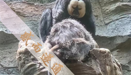北京白云观外算卦的，北京在哪儿算卦