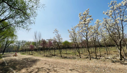 北京哪个庙算卦好一点的，北京哪里有算命的地方
