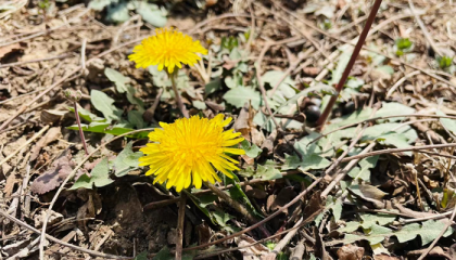 北京哪个庙有算命解说，北京刘家窑算命先生是谁