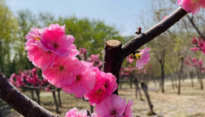 北京哪个庙可算卦最准确的,易品楼北京算命先生是谁