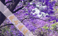 上海安远路算命一条街,上海静安寺附近算卦
